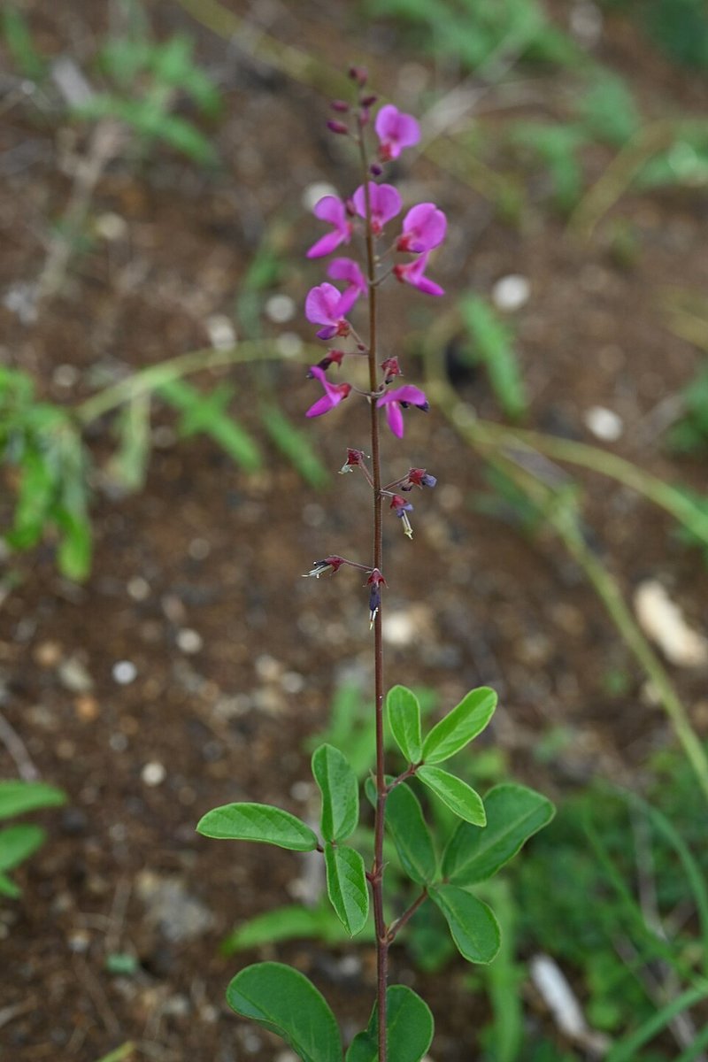 Manayupa — imagen 2