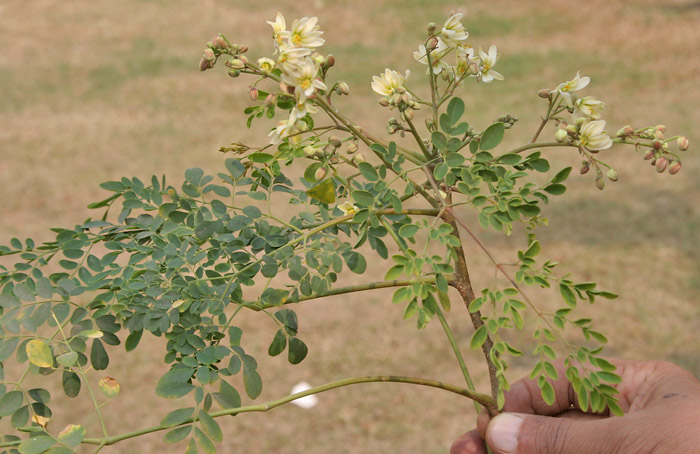 Moringa — imagen 2